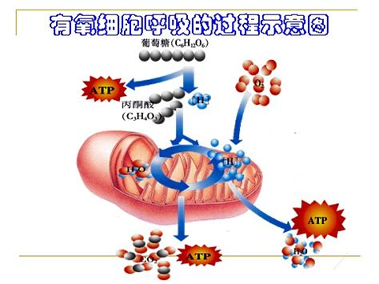 高中生物大全