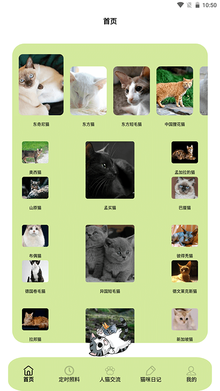 我家猫舍